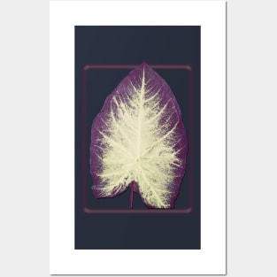 White Caladium Posters and Art